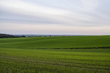 Bir tarlada yetişen genç buğday fidanlarının manzarası. Toprakta yetişen yeşil buğday. Gün batımında bir tarlada filizlenen çavdar tarımına yaklaş. Çavdar filizleri. Çernozumda buğday yetişir sonbaharda ekilir..