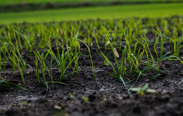 Uzavřít mladé sazenice zelené pšenice rostoucí v půdě na poli při západu slunce. Zblízka vyraší žitné zemědělství na poli při západu slunce. Výhonky žita. Pšenice roste v Černozemi zasazené na podzim. — Stock fotografie