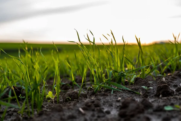 Acerquen las plántulas jóvenes de trigo que crecen en el campo. Trigo verde que crece en el suelo. Cerca de brotar la agricultura de centeno en un campo al atardecer. Brotes de centeno. El trigo crece en chernozem plantado en otoño. — Foto de Stock