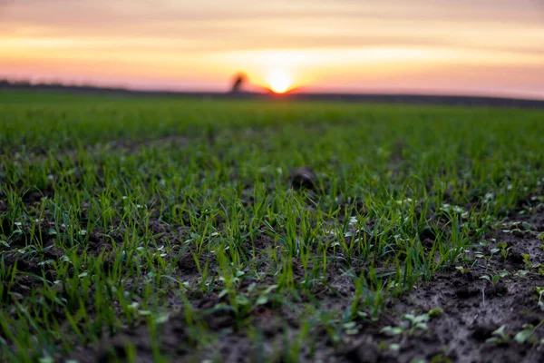 Acerquen las plántulas jóvenes de trigo que crecen en el campo. Trigo verde que crece en el suelo. Cerca de brotar la agricultura de centeno en un campo al atardecer. Brotes de centeno. El trigo crece en chernozem plantado en otoño. — Foto de Stock