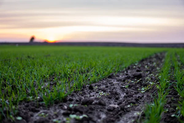 Acerquen las plántulas jóvenes de trigo que crecen en el campo. Trigo verde que crece en el suelo. Cerca de brotar la agricultura de centeno en un campo al atardecer. Brotes de centeno. El trigo crece en chernozem plantado en otoño. —  Fotos de Stock