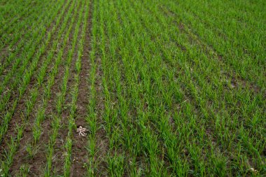 Bir tarlada yetişen genç buğday fidanlarının manzarası. Toprakta yetişen yeşil buğday. Gün batımında bir tarlada filizlenen çavdar tarımına yaklaş. Çavdar filizleri. Çernozumda buğday yetişir sonbaharda ekilir..