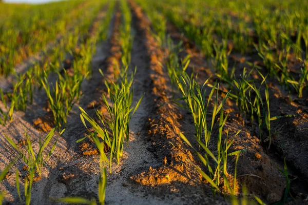 Закройте молодые саженцы зеленой пшеницы, растущие в почве на поле на закате. Ближе к расцвету ржаного земледелия на поле на закате. Ростки ржи. В Черноземье осенью выращивают пшеницу. — стоковое фото