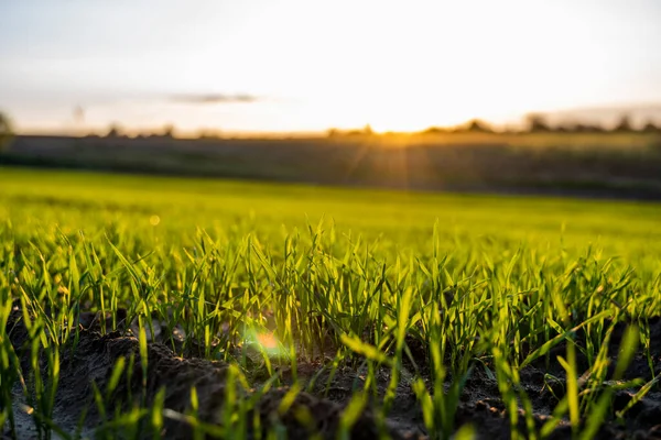 Cerca de las plántulas jóvenes verdes de trigo que crecen en el suelo en el campo en la puesta del sol. Cerca de brotar la agricultura de centeno en un campo al atardecer. Brotes de centeno. El trigo crece en chernozem plantado en otoño. — Foto de Stock