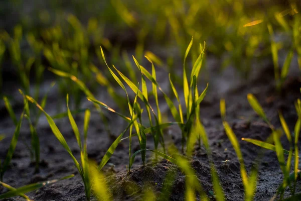 Nahaufnahme junger grüner Weizensetzlinge, die in einem Boden auf einem Feld bei Sonnenuntergang wachsen. Nahaufnahme vom keimenden Roggen auf einem Feld im Sonnenuntergang. Roggensprossen. Weizen wächst in chernozem gepflanzt im Herbst. — Stockfoto