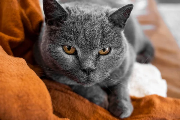 Gatto grigio chartreux con gli occhi gialli su un divano. — Foto Stock