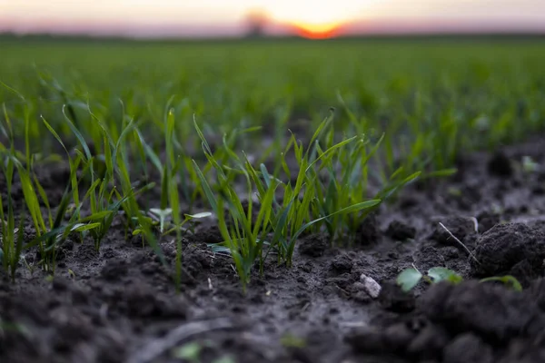 Acerquen las plántulas jóvenes de trigo que crecen en el campo. Trigo verde que crece en el suelo. Cerca de brotar la agricultura de centeno en un campo al atardecer. Brotes de centeno. El trigo crece en chernozem plantado en otoño. — Foto de Stock