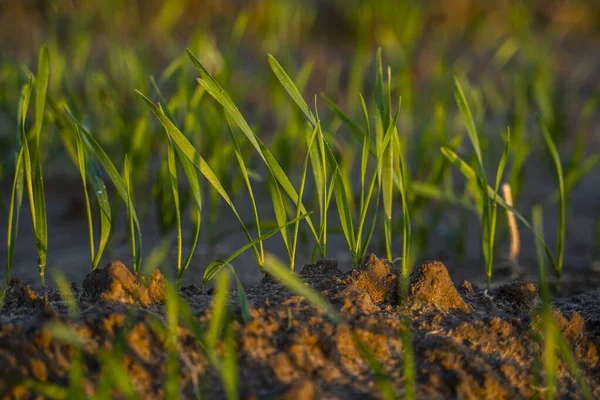 Cerca de las plántulas jóvenes verdes de trigo que crecen en el suelo en el campo en la puesta del sol. Cerca de brotar la agricultura de centeno en un campo al atardecer. Brotes de centeno. El trigo crece en chernozem plantado en otoño. —  Fotos de Stock