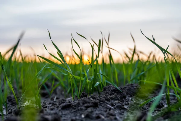 Cerca de las plántulas jóvenes verdes de trigo que crecen en el suelo en el campo en la puesta del sol. Cerca de brotar la agricultura de centeno en un campo al atardecer. Brotes de centeno. El trigo crece en chernozem plantado en otoño. — Foto de Stock