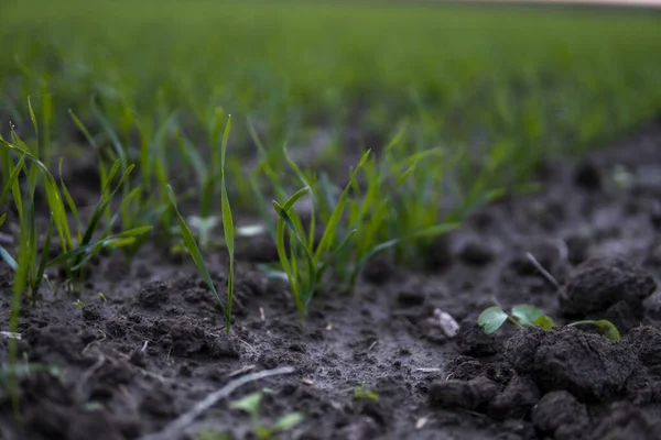 Chiuda piantine di grano giovani che crescono in un campo. Frumento verde che cresce nel terreno. Da vicino sul germogliare l'agricoltura di segale su un campo al tramonto. Germogli di segale. Il grano cresce in chernozem piantato in autunno. — Foto Stock