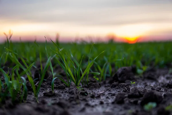 Feche as mudas de trigo jovens que crescem em um campo. Trigo verde a crescer no solo. Fechar a plantação de centeio num campo ao pôr-do-sol. Brotos de centeio. Trigo cresce em chernozem plantado no outono. — Fotografia de Stock