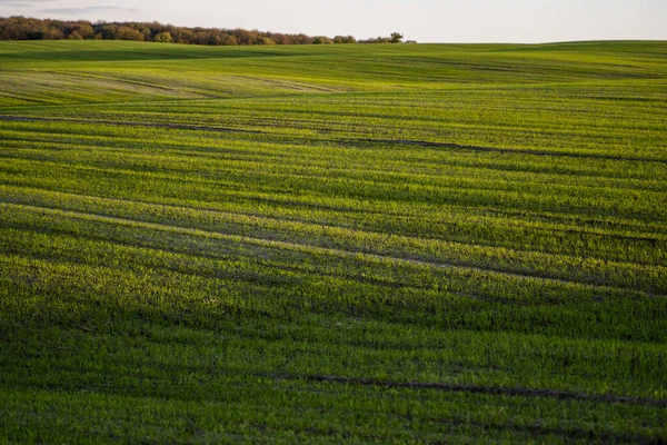 畑で成長している若いコムギの苗の風景。土壌で成長する緑の小麦。日没の畑でライ麦の農業を発芽させることに閉じ込めます。ライ麦の芽。秋に植えられたケルノゼムで小麦が成長します。. — ストック写真