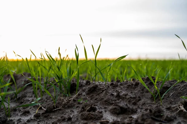 Acerquen las plántulas jóvenes de trigo que crecen en el campo. Trigo verde que crece en el suelo. Cerca de brotar la agricultura de centeno en un campo al atardecer. Brotes de centeno. El trigo crece en chernozem plantado en otoño. — Foto de Stock