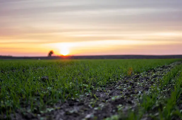 Cerca de las plántulas jóvenes verdes de trigo que crecen en el suelo en el campo en la puesta del sol. Cerca de brotar la agricultura de centeno en un campo al atardecer. Brotes de centeno. El trigo crece en chernozem plantado en otoño. — Foto de Stock