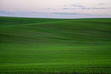 Bir tarlada yetişen genç buğday fidanlarının manzarası. Toprakta yetişen yeşil buğday. Gün batımında bir tarlada filizlenen çavdar tarımına yaklaş. Çavdar filizleri. Çernozumda buğday yetişir sonbaharda ekilir..