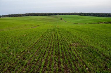 Gün batımında bir tarlada yetişen taze buğday fidanlarını kapatın. Gün batımında bir tarlada filizlenen çavdar tarımına yaklaş. Çavdar filizleri. Çernozumda buğday yetişir sonbaharda ekilir..