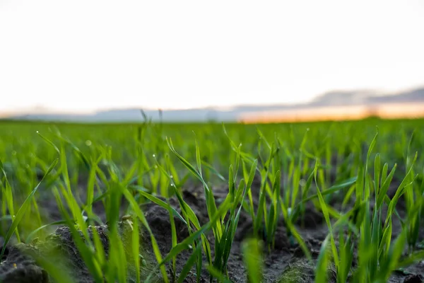 Cerca de las plántulas jóvenes verdes de trigo que crecen en el suelo en el campo en la puesta del sol. Cerca de brotar la agricultura de centeno en un campo al atardecer. Brotes de centeno. El trigo crece en chernozem plantado en otoño. —  Fotos de Stock