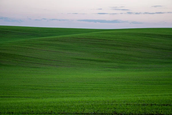 Paisagem mudas de trigo jovens crescendo em um campo. Trigo verde a crescer no solo. Fechar a plantação de centeio num campo ao pôr-do-sol. Brotos de centeio. Trigo cresce em chernozem plantado no outono. — Fotografia de Stock