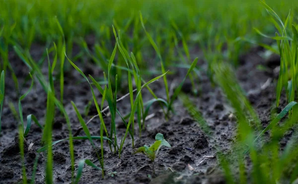 Feche as mudas de trigo jovens que crescem em um campo. Trigo verde a crescer no solo. Fechar a plantação de centeio num campo ao pôr-do-sol. Brotos de centeio. Trigo cresce em chernozem plantado no outono. — Fotografia de Stock