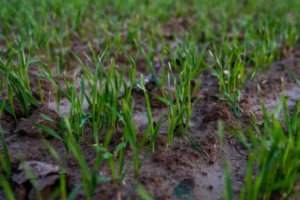 Close up young wheat seedlings growing in a field. Green wheat growing in soil. Close up on sprouting rye agriculture on a field in sunset. Sprouts of rye. Wheat grows in chernozem planted in autumn. — Stock Photo, Image