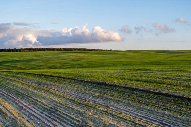 Bir tarlada yetişen genç buğday fidanlarının manzarası. Toprakta yetişen yeşil buğday. Gün batımında bir tarlada filizlenen çavdar tarımına yaklaş. Çavdar filizleri. Çernozumda buğday yetişir sonbaharda ekilir..