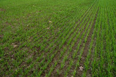 Tarlada yetişen genç buğday fidanlarını kapatın. Toprakta yetişen yeşil buğday. Gün batımında bir tarlada filizlenen çavdar tarımına yaklaş. Çavdar filizleri. Çernozumda buğday yetişir sonbaharda ekilir..
