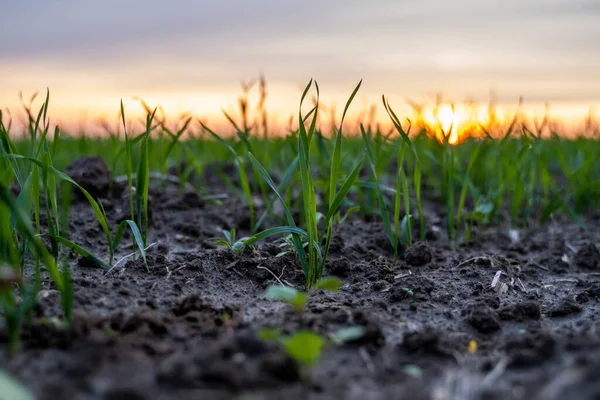 Feche as mudas de trigo jovens que crescem em um campo. Trigo verde a crescer no solo. Fechar a plantação de centeio num campo ao pôr-do-sol. Brotos de centeio. Trigo cresce em chernozem plantado no outono. — Fotografia de Stock