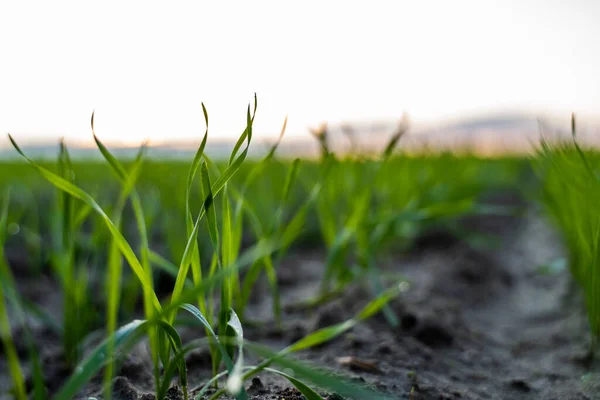 Cerca de las plántulas jóvenes verdes de trigo que crecen en el suelo en el campo en la puesta del sol. Cerca de brotar la agricultura de centeno en un campo al atardecer. Brotes de centeno. El trigo crece en chernozem plantado en otoño. — Foto de Stock