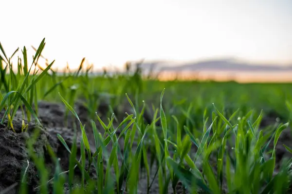 Acerquen las plántulas jóvenes de trigo que crecen en el campo. Trigo verde que crece en el suelo. Cerca de brotar la agricultura de centeno en un campo al atardecer. Brotes de centeno. El trigo crece en chernozem plantado en otoño. — Foto de Stock