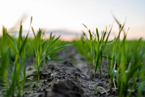 Uzavřít mladé sazenice zelené pšenice rostoucí v půdě na poli při západu slunce. Zblízka vyraší žitné zemědělství na poli při západu slunce. Výhonky žita. Pšenice roste v Černozemi zasazené na podzim. — Stock fotografie