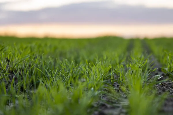 Zárja be a fiatal zöld búza palánták nő a talajban a területen naplementében. Közelíts rá a rozskenyésztésre egy mezőn naplementekor. Zabpehely. Az ősszel ültetett csernozokban búza terem. — Stock Fotó