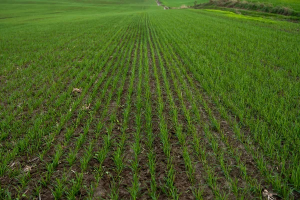 畑で成長している若いコムギの苗の風景。土壌で成長する緑の小麦。日没の畑でライ麦の農業を発芽させることに閉じ込めます。ライ麦の芽。秋に植えられたケルノゼムで小麦が成長します。. — ストック写真