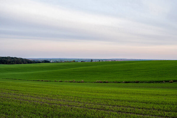 Ландшафт молодых саженцев пшеницы, растущих в поле. Зеленая пшеница растет в почве. Ближе к расцвету ржаного земледелия на поле на закате. Ростки ржи. В Черноземье осенью выращивают пшеницу.