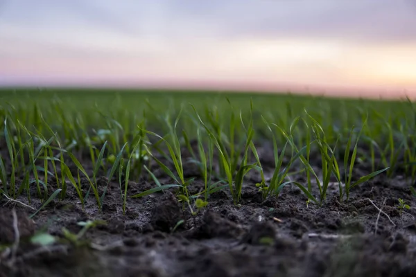 Cerca de las plántulas jóvenes verdes de trigo que crecen en el suelo en el campo en la puesta del sol. Cerca de brotar la agricultura de centeno en un campo al atardecer. Brotes de centeno. El trigo crece en chernozem plantado en otoño. — Foto de Stock