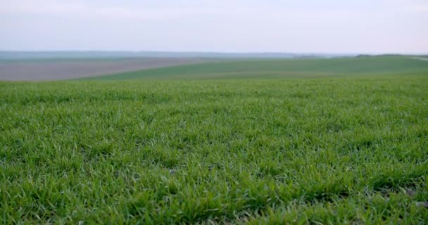 Paisaje de plántulas jóvenes de trigo que crecen en un campo. Trigo verde que crece en el suelo. Cerca de brotar la agricultura de centeno en un campo al atardecer. Brotes de centeno. El trigo crece en chernozem plantado en otoño. — Vídeos de Stock