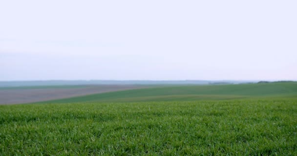 Krajina mladé pšeničné sazenice rostoucí na poli. Pěstování zelené pšenice v půdě. Zblízka vyraší žitné zemědělství na poli při západu slunce. Výhonky žita. Pšenice roste v Černozemi zasazené na podzim. — Stock video