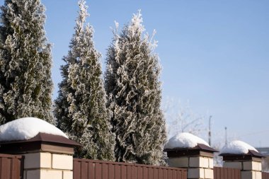 Thuja ağaçlarının yeşil yaprakları evin yakınındaki yumuşak güneş ışığıyla kaplı. Karlı Thuja dalı. Evergreen kozalaklı ağaç. Karda ardıç ağacının dalı. Kış arkaplanı.