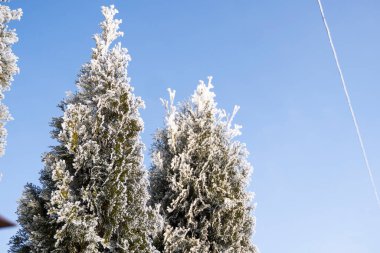 Thuja ağaçlarının yeşil yaprakları yumuşak güneş ışığıyla kaplı. Karlı Thuja dalı. Evergreen kozalaklı ağaç. Karda ardıç ağacının dalı. Kış arkaplanı.