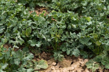 Bahar tarlasındaki kış tecavüz tesislerini kapatın. Tarım, tarım..