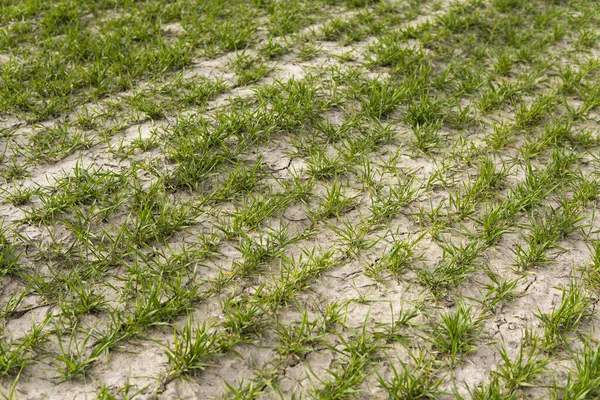 Fiatal zöld búza palánták nőnek a talajban egy mezőn. Közelíts rá a rozskenyérre a mezőn. Zabpehely. Fiatal árpa vagy búza csírái, amelyek a talajban nőttek. Mezőgazdaság, termesztés. — Stock Fotó