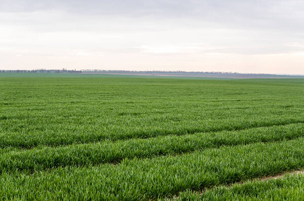 Field of young green wheat seedlings. Sprouts of young barley or wheat that have sprouted in the soil. Close up on sprouting rye on a field. Sprouts of rye. Agriculture, cultivation.