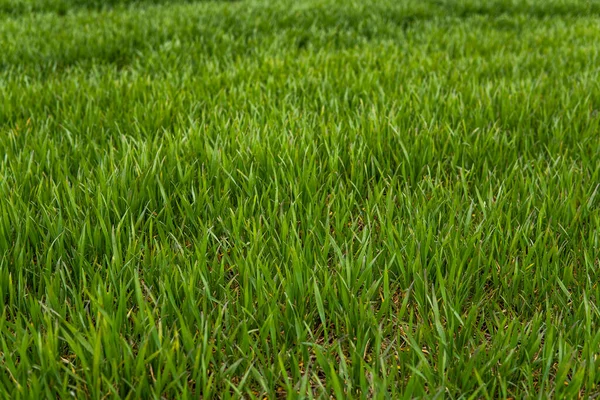 Young green wheat seedlings growing in soil on a field. Close up on sprouting rye on a field. Sprouts of rye. Sprouts of young barley or wheat that have sprouted in the soil. Agriculture, cultivation. — Stock Photo, Image