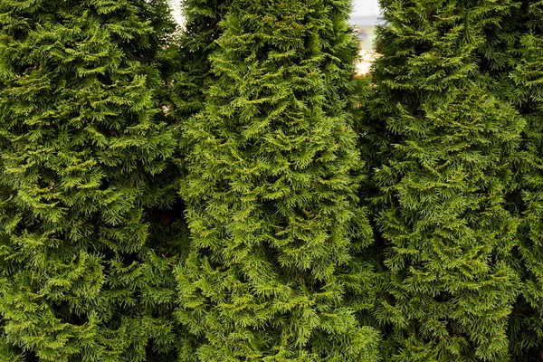 Cobertura verde de árboles de thuja. Primer plano ramas verdes frescas de los árboles de thuja. Árbol perenne de coníferas Tui. Naturaleza, antecedentes. —  Fotos de Stock