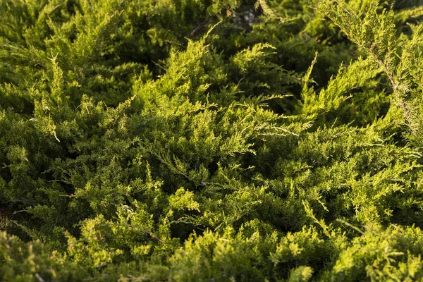 Zelený plot z thujských stromů. Detailní čerstvé zelené větve thuja stromů. Evergreen jehličnatý Tui strom. Příroda, pozadí. — Stock fotografie