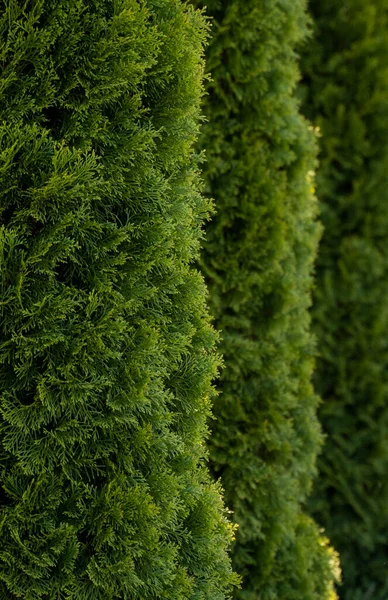 Grön häck av thuja träd. Närbild färska gröna grenar av thuja träd. Evergreen barrträd Tui. Natur, bakgrund. — Stockfoto