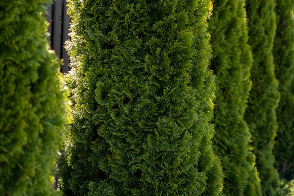 Grüne Thuja-Hecke. Nahaufnahme frische grüne Zweige von Thuja-Bäumen. Immergrüner Nadelbaum der Tui. Natur, Hintergrund. — Stockfoto