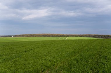 Genç yeşil buğday fideleri tarlası. Toprakta filizlenmiş taze arpa veya buğday filizleri. Tarlada filizlenen çavdara yaklaş. Çavdar filizleri. Tarım, tarım.