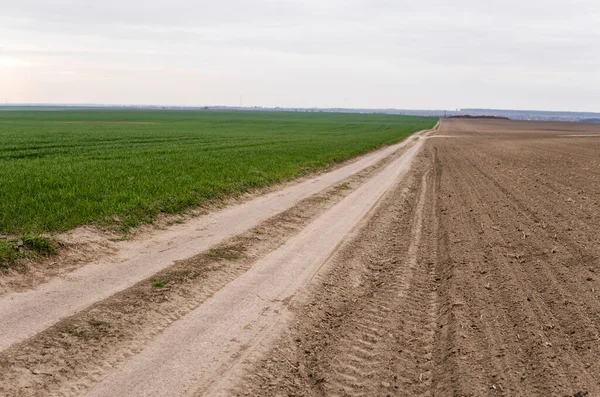 Genç yeşil buğday fideleri tarlası. Toprakta filizlenmiş taze arpa veya buğday filizleri. Tarlada filizlenen çavdara yaklaş. Çavdar filizleri. Tarım, tarım.