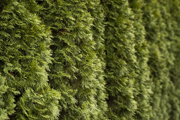 Grüne Thuja-Hecke. Nahaufnahme frische grüne Zweige von Thuja-Bäumen. Immergrüner Nadelbaum der Tui. Natur, Hintergrund. — Stockfoto