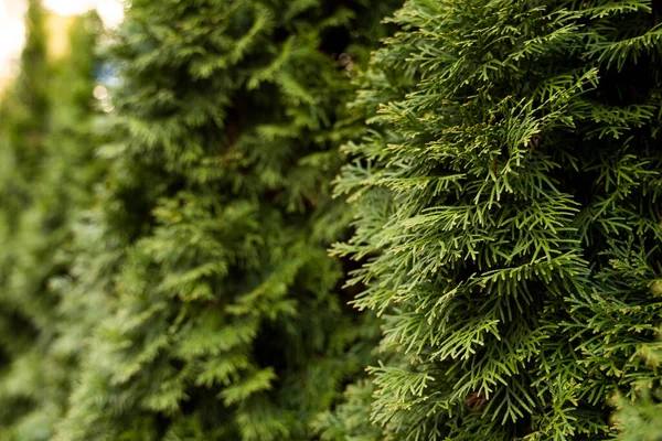 Green hedge of thuja trees. Closeup fresh green branches of thuja trees. Evergreen coniferous Tui tree. Nature, background. — Stock Photo, Image